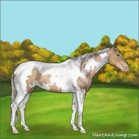 Horse Color:White Spotted Liver Chestnut Pearl Tobiano 