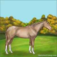 Horse Color:Liver Chestnut Pearl 