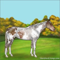 Horse Color:White Spotted Liver Chestnut 