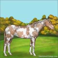 Horse Color:White Spotted Liver Chestnut Pearl 