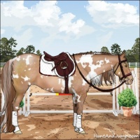 Horse Color:White Spotted Brown Pearl