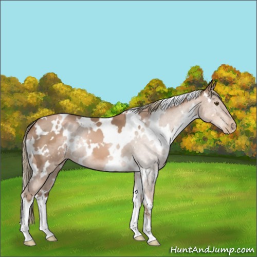 Horse Color:White Spotted Liver Chestnut Pearl 