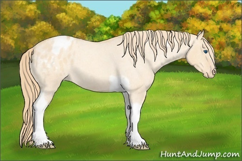 Horse Color:Gold Champagne Roan Dun Splash Tobiano Frame Appaloosa Rabicano 