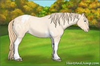 Horse Color:Gold Champagne Roan Dun Splash Tobiano Frame Appaloosa Rabicano 