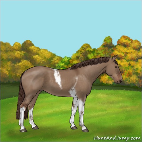 Horse Color:Liver Red Dun Tobiano 