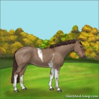 Horse Color:Liver Red Dun Tobiano 