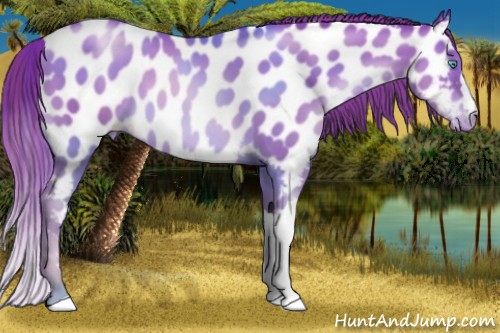Horse Color:Chocolate Sable Champagne Pearl Appaloosa 