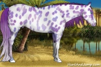 Horse Color:Chocolate Sable Champagne Pearl Appaloosa 