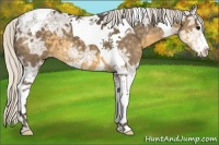 Horse Color:Silver Smoky Black Ice Sabino Tobiano Appaloosa 