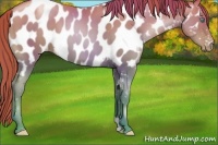 Horse Color:Smoky Black Pearl Near Leopard 