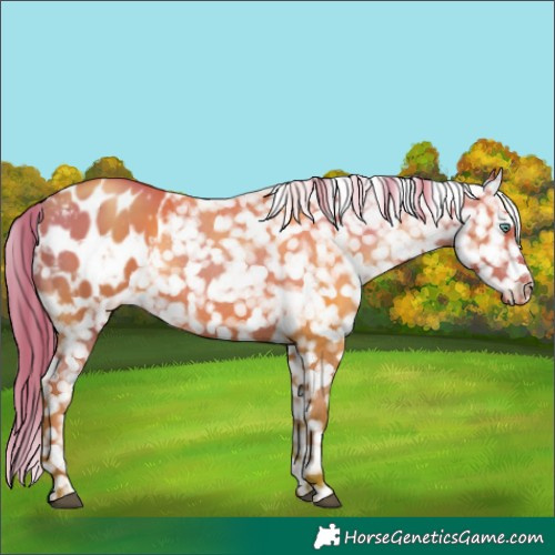 Horse Color:Black Pearl Appaloosa 