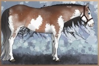 Horse Color:White Spotted Brown Splash 