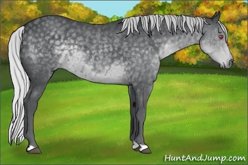 Horse Color:Silver Black Chinchilla 