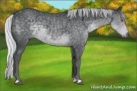 Horse Color:Silver Black Chinchilla 