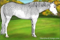 Horse Color:Silver Grullo Chinchilla Splash Rabicano 