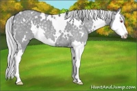 Horse Color:White Spotted Silver Grullo Chinchilla Splash Rabicano 