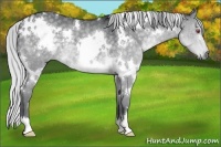 Horse Color:White Spotted Silver Black Chinchilla 