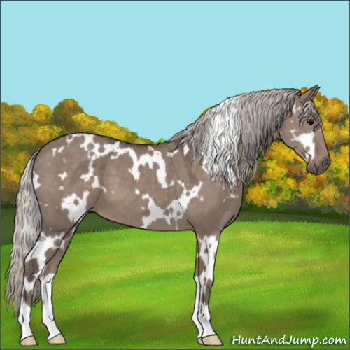 Horse Color:White Spotted Silver Grullo 