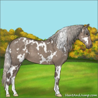 Horse Color:White Spotted Silver Grullo 