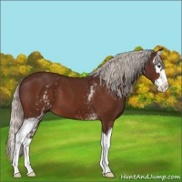 Horse Color:White Spotted Silver Brown Splash 