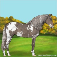 Horse Color:White Spotted Silver Black 