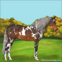 Horse Color:White Spotted Silver Buckskin Sabino 