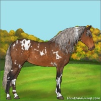 Horse Color:White Spotted Silver Buckskin 