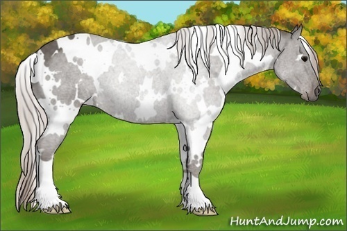 Horse Color:White Spotted Silver Black 
