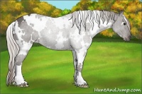 Horse Color:White Spotted Silver Black 