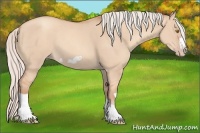 Horse Color:Silver Classic Champagne Dun Splash Frame