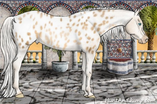 Horse Color:Silver Buckskin Pearl Appaloosa Rabicano 