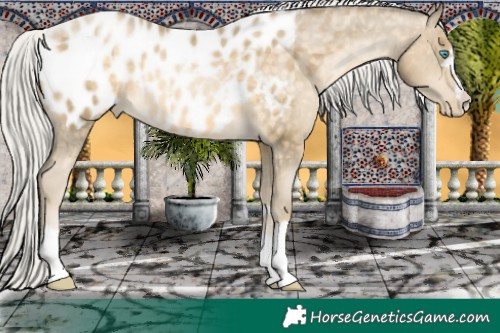 Horse Color:Silver Buckskin Pearl Near Leopard Rabicano 
