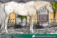 Horse Color:Silver Buckskin Pearl Appaloosa Rabicano 