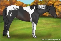 Horse Color:Brown Tobiano Varnish 