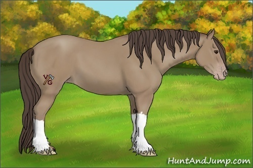 Horse Color:Classic Champagne 