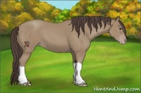 Horse Color:Classic Champagne 