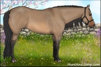 Horse Color:Bay Dun