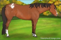 Horse Color:Brown Sabino Varnish 