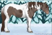 Horse Color:Liver Chestnut Ice Tobiano Appaloosa 