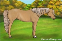Horse Color:Palomino Rabicano