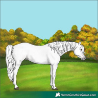 Horse Color:Gray Palomino Sabino 