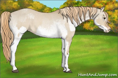 Horse Color:Red Dun Appaloosa  and White Spotted Red Dun Appaloosa 