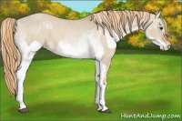 Horse Color:Red Dun Appaloosa  and White Spotted Red Dun Appaloosa 