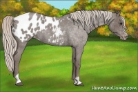 Horse Color:Silver Blue Roan Sabino Appaloosa 