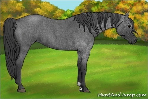 Horse Color:Blue Roan 