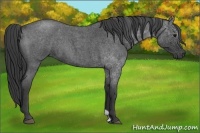 Horse Color:Blue Roan 