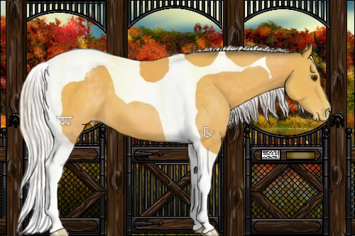 Horse Color:Silver Buckskin Tobiano Varnish