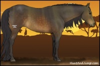 Horse Color:Buckskin 