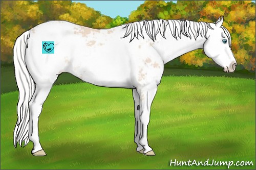 Horse Color:Silver Perlino Sabino Appaloosa Rabicano 