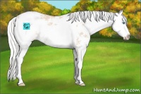 Horse Color:Silver Perlino Sabino Appaloosa Rabicano 